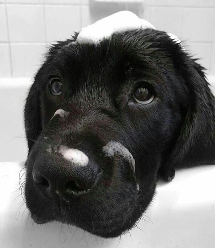 Black Labrador puppy enjoying a bubble bath at a dog grooming salon in Schaumburg, IL