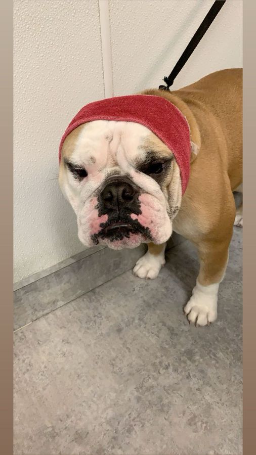 Clean bulldog wrapped in a towel after a bath