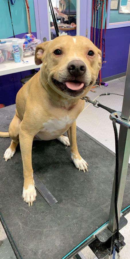 Happy bulldog on the grooming table in Schaumburg, IL