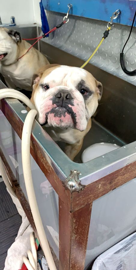 Bulldog enjoying a gentle bath at our Schaumburg grooming salon