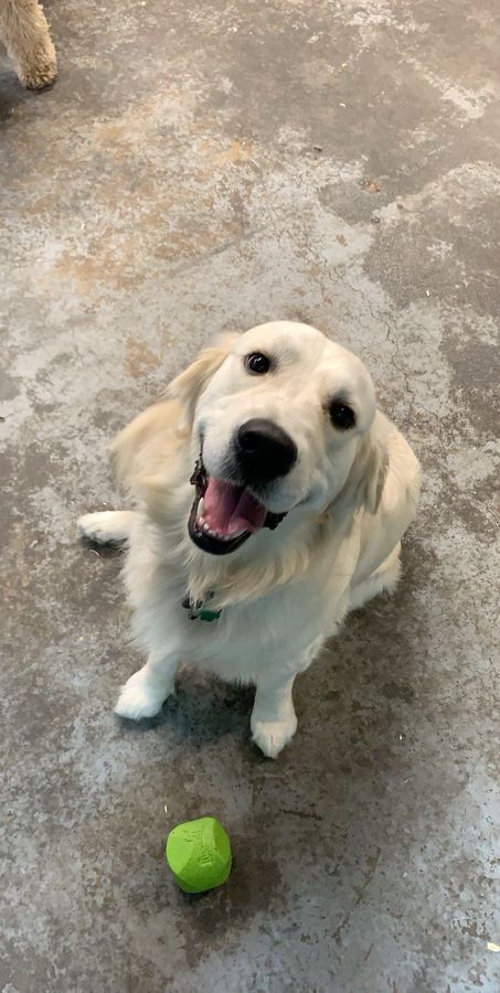 Golden retriever groomed and ready for pickup