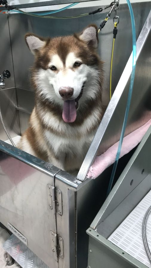Husky after a de-shedding bath and brush-out