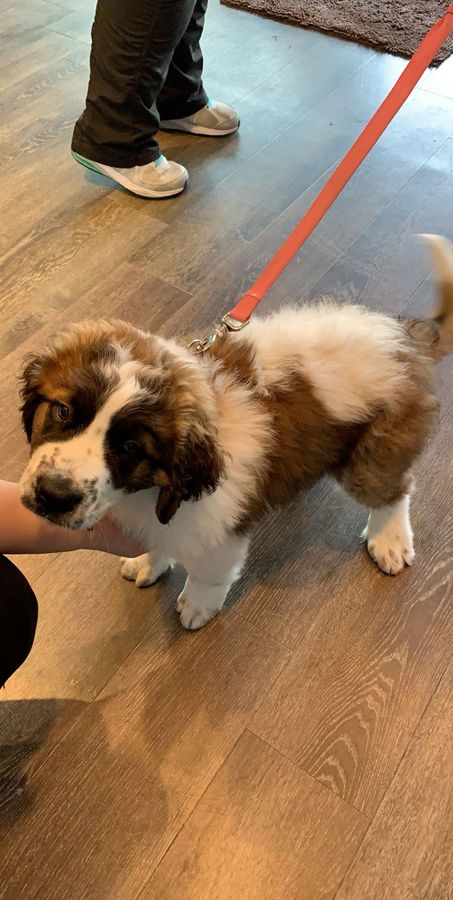 Freshly groomed spaniel puppy at Pampered Paws in Schaumburg, IL