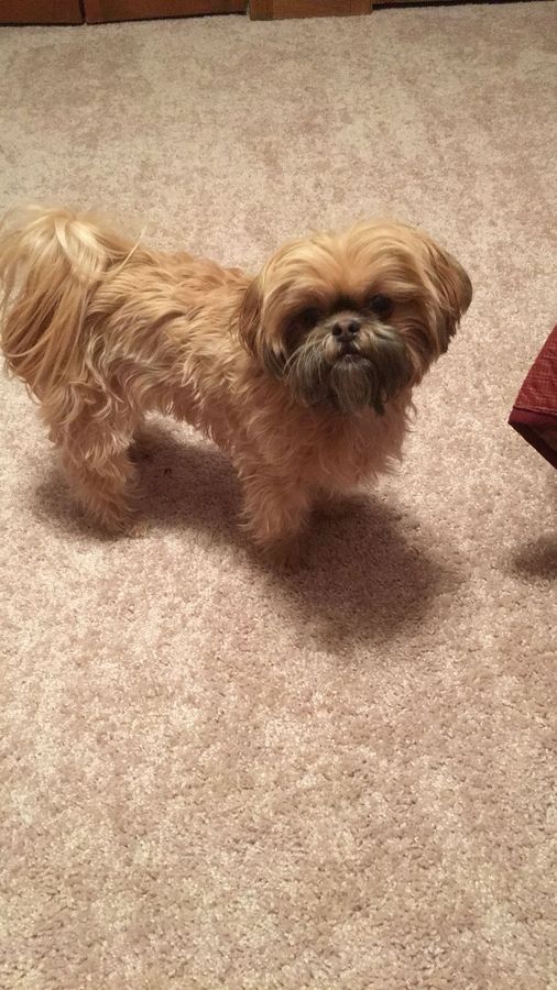 Shih tzu after a fresh haircut and grooming