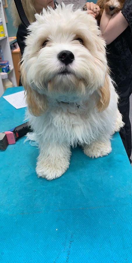 Fluffy white dog after a full groom and haircut
